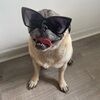 puggetaboutit